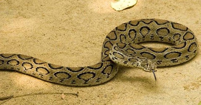 Loài  rắn độc hổ bướm Russell’s Pit Viper là một thủ phạm chịu trách nhiệm đối với hàng ngàn ca tử vong mỗi năm ở khu vực Đông Nam Á và khiến rất nhiều nạn nhân phải lâm vào tình trạng bị di chứng làm thay đổi cơ thể từ người lớn thành ra như một đứa trẻ.